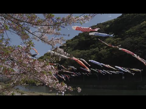 Approximately 600 carp streamers 