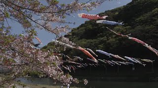 Approximately 600 carp streamers 