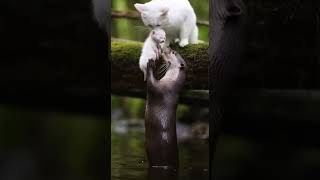 Otter Rescues a Kitten and Brings It Safely To Safety Against All Odds #animals #rescue #cute