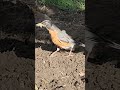 Extraordinary movements of a robin. #shorts