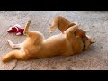 兄柴犬による子犬のあやし方が素晴らしいw