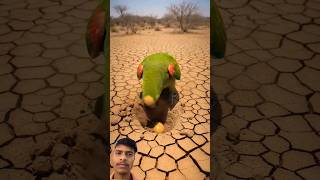 La Fruta del Renacer: El Milagro que Salvó al Desierto#shorts🦜 #mahfuz75