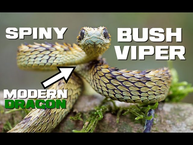 Spiny Bush Viper Facts