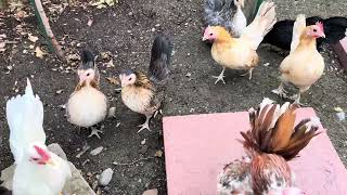 World’s Smallest Chicken Breed: SMALL SERAMA FLOCK World S Smallest Chicken Breed Micro Serama Flock