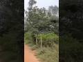 The Need to Teach the Importance of Trees and Nature to Growing Children and Youngsters