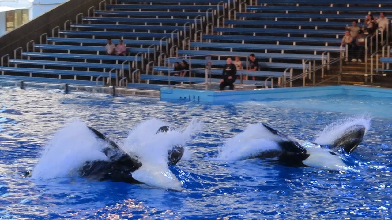 Hunting | Full Orca Encounter Segment (11/8/24)