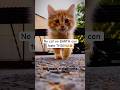 Shocking truth about cats! #shorts #viral #cat #didyouknow #cats