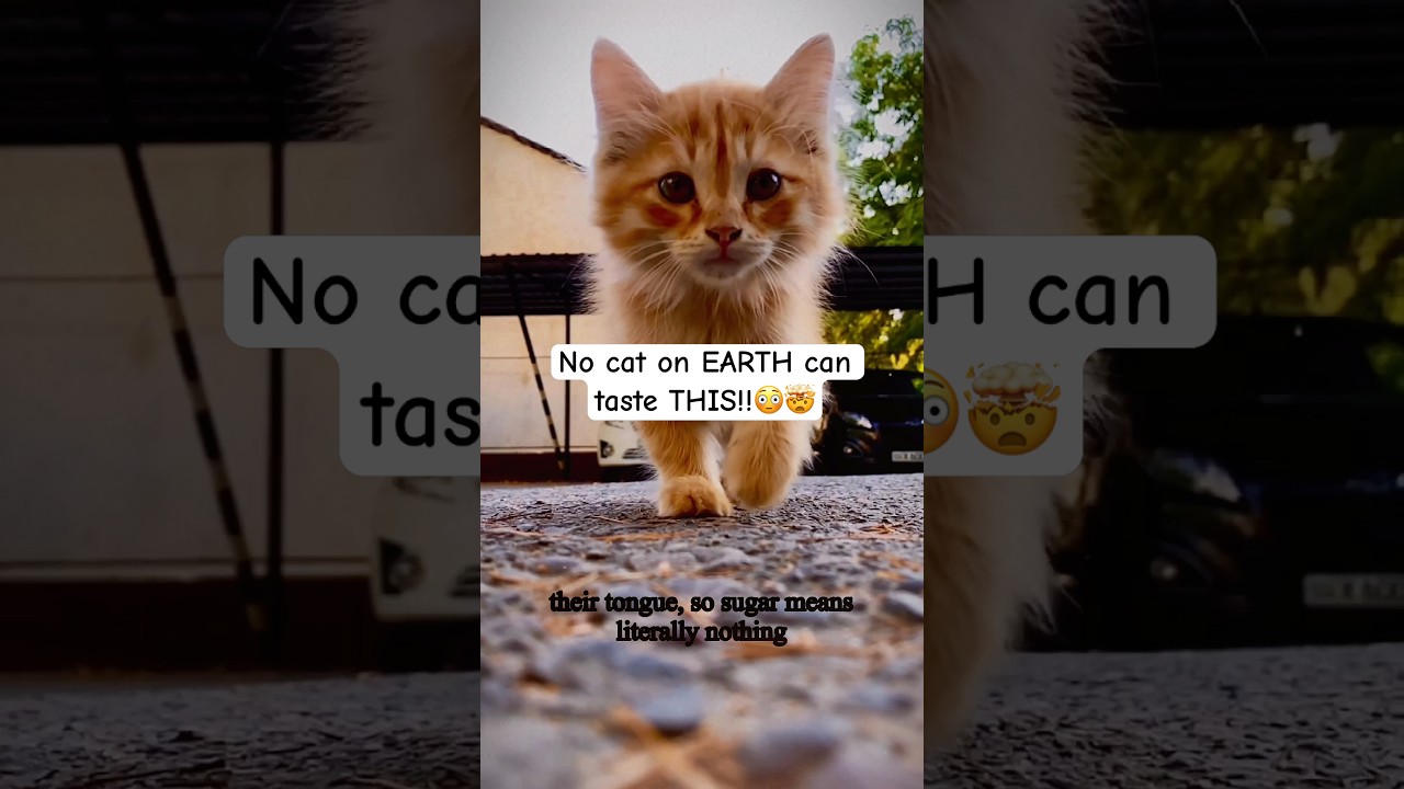 Shocking truth about cats! 