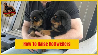 How to Raise Rottweilers Puppies!