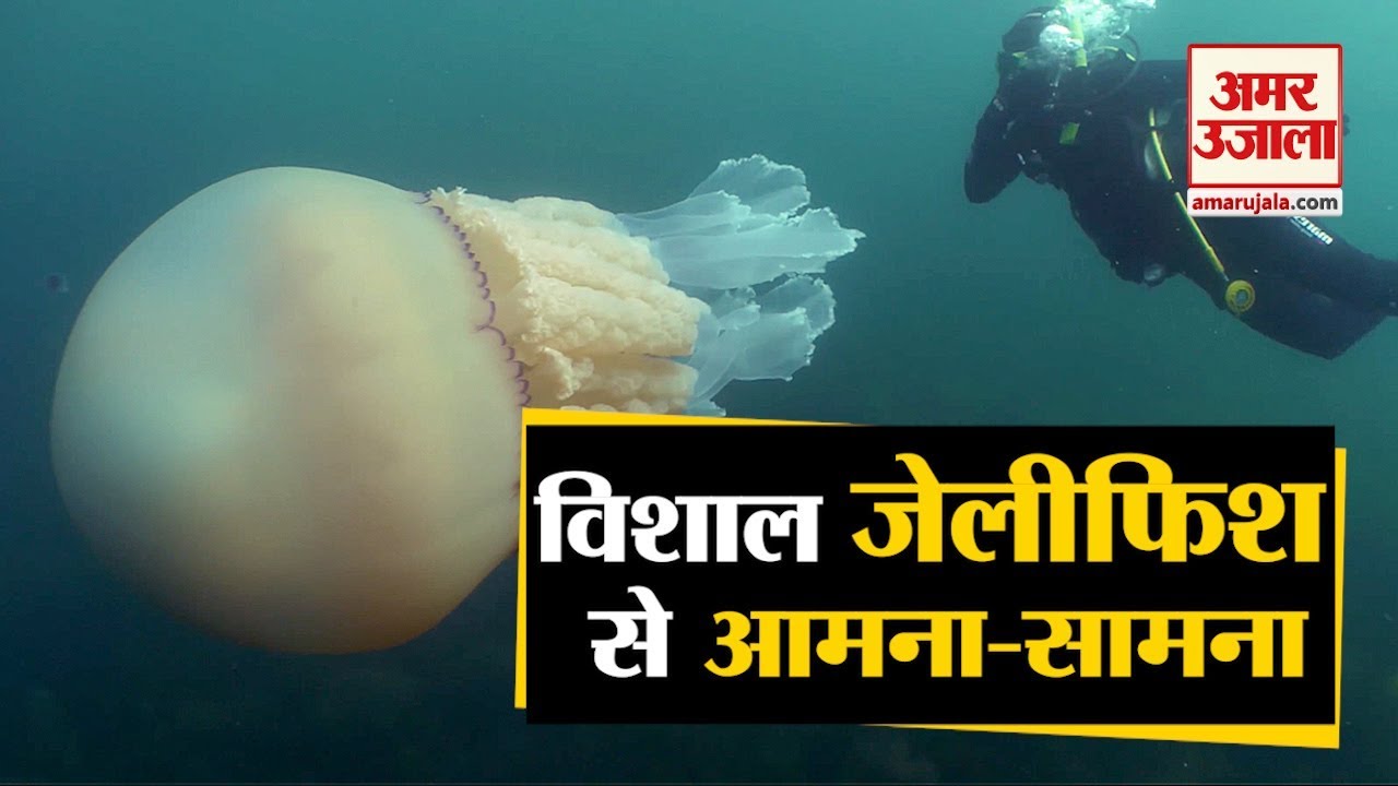 A Giant Jellyfish Swims Next To Diver Coast Of Cornwall In Britain