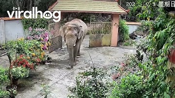 Elephant Busts Open Gate to Enter Family