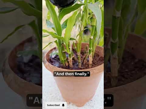 “POV: You Finally Water Your Plant😱”#shorts #plants #plantcare #gardening #indoorplants #plantlover