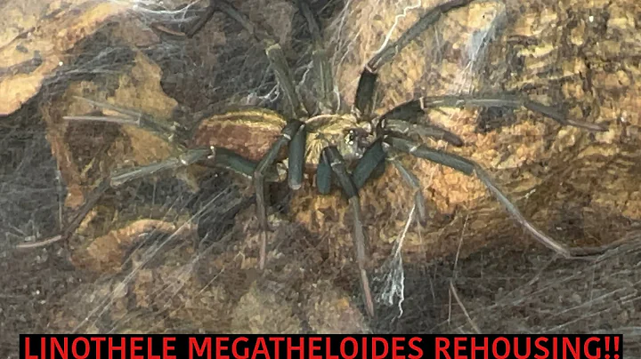 Linothele megatheloides REHOUSING!!