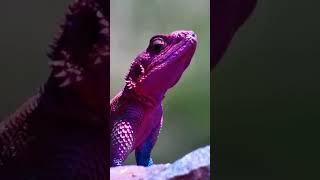 Up Close With One Colourful Little Character 🦎✨