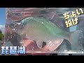 釣り。琵琶湖ちょい投げ、大漁、リベンジ。　カネヒラ、スゴモロコ、コイ、ニゴイ。　川の小物釣り38。　タナゴ　琵琶湖　Fishing