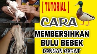 [ Tutorial ] Cara membersihkan bulu bebek