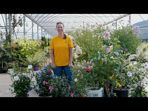 Wideo: Rose of Sharon Bush - Dowiedz się więcej o uprawie róży Sharon