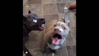 There was an attempt to eat whipped cream | Funny Dog Video