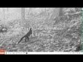 Starlight (Sponsored) Trail Camera  Pictures of the Tayra - Animated stills