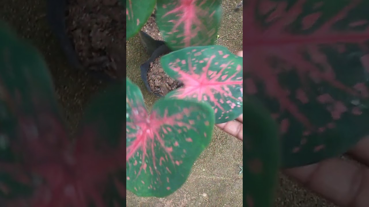 Sale number 28🧚‍♂ එන්න ලස්සන මල් පැල ගන්න අදත්🙏 what's app number 0713609685 message or call 