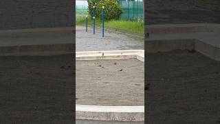 Tiny Sparrows Playing Together in the Mud Park of Japan 🐦🇯🇵|animals and cultures with heer|