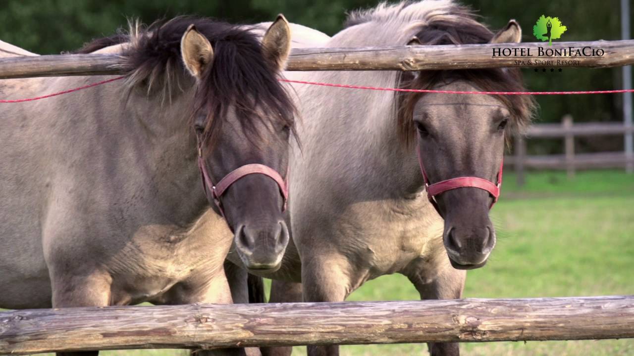Uroki malowniczo położonego hotelu BoniFaCio Spa&Sport Resort