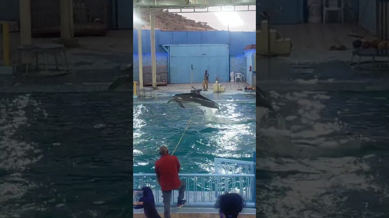 قفزة دولفين بالحبل داخل الماء 🐬💦 | Dolphin Jump Rope Show dolphin Show حديقة الحيوان الطائف – Part 3
