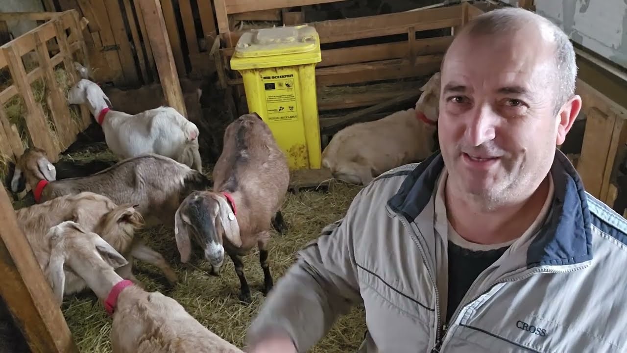 DE CE CRESC ANIMALE MEDIU PRODUCTIVE??