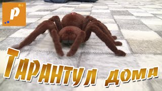 Паук тарантул у нас дома, распаковка игрушки на пульте управления Unboxing review spider tarantul Паук тарантул у нас дома, распаковка игрушки на пульте управления Unboxing review spider tarantul