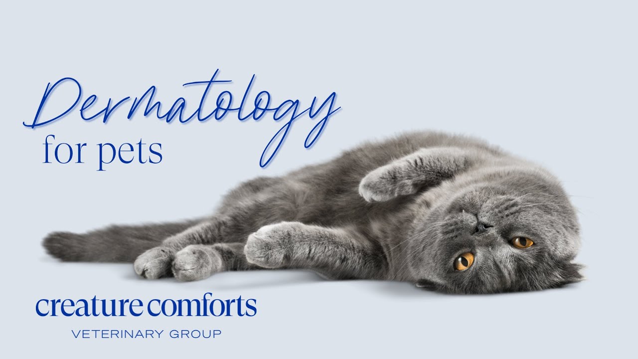 Creature Comforts Veterinary Group: Dermatology Care with Dr. David Gething 