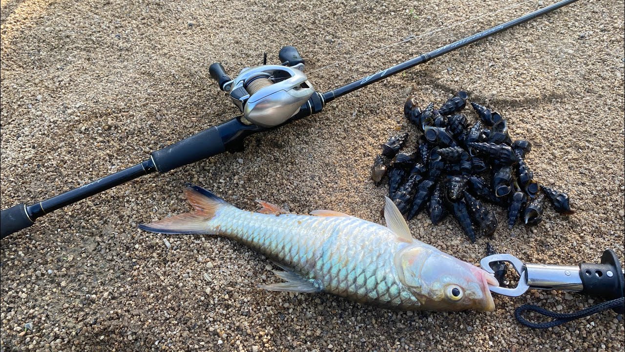 Casting Sebarau Sungai Perak