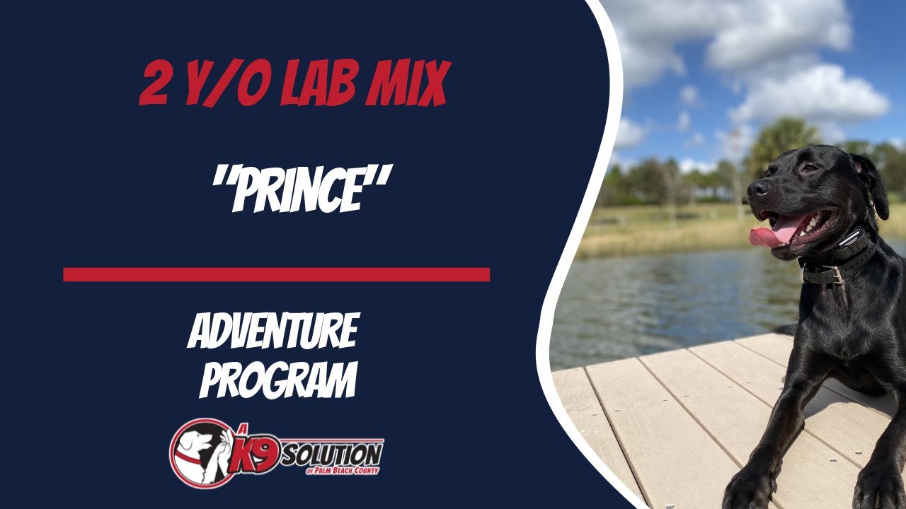 🐶Dog Trainers Palm Beach County / Dog Training Palm Beach County. Lab