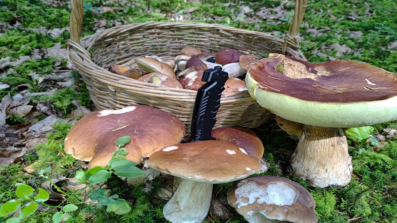 SZOK!!! WYSYP PRAWDZIWKÓW NA CAŁEGO!!! NALEPSZE GRZYBOBRNIE W 2025 ROKU!!! SIERPIEŃ 2025!!!