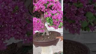 bonsai เฟื่องฟ้า @บอนไซบ้านมด