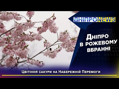 Квітуча весна на берегах Дніпра: сакура розпускає свої пелюстки