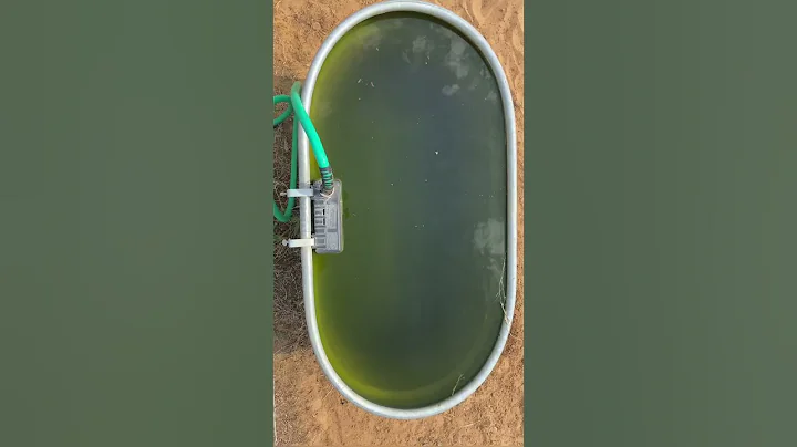 A copper rod killed the algae in my water trough. #experiment #farm #hack #farmlife #wolflakefarm