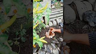 timbun cangkang telur sebagai pupuk kalsium pencegah bunga dan buah rontok #shorts #shortvideo #fyp