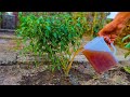 1 Billion Microbes in 1 Cup! Unlock Explosive Garden Growth Overnight