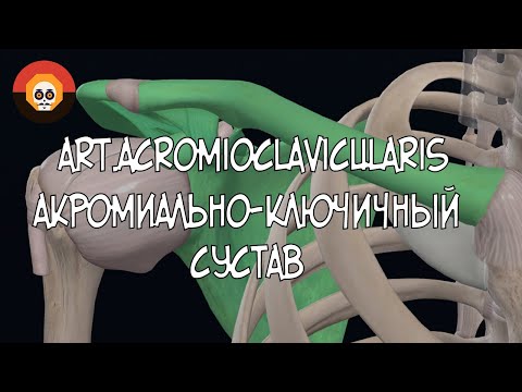 Акромиально-ключичный сустав (art.acromioclavicularis) 3D Анатомия