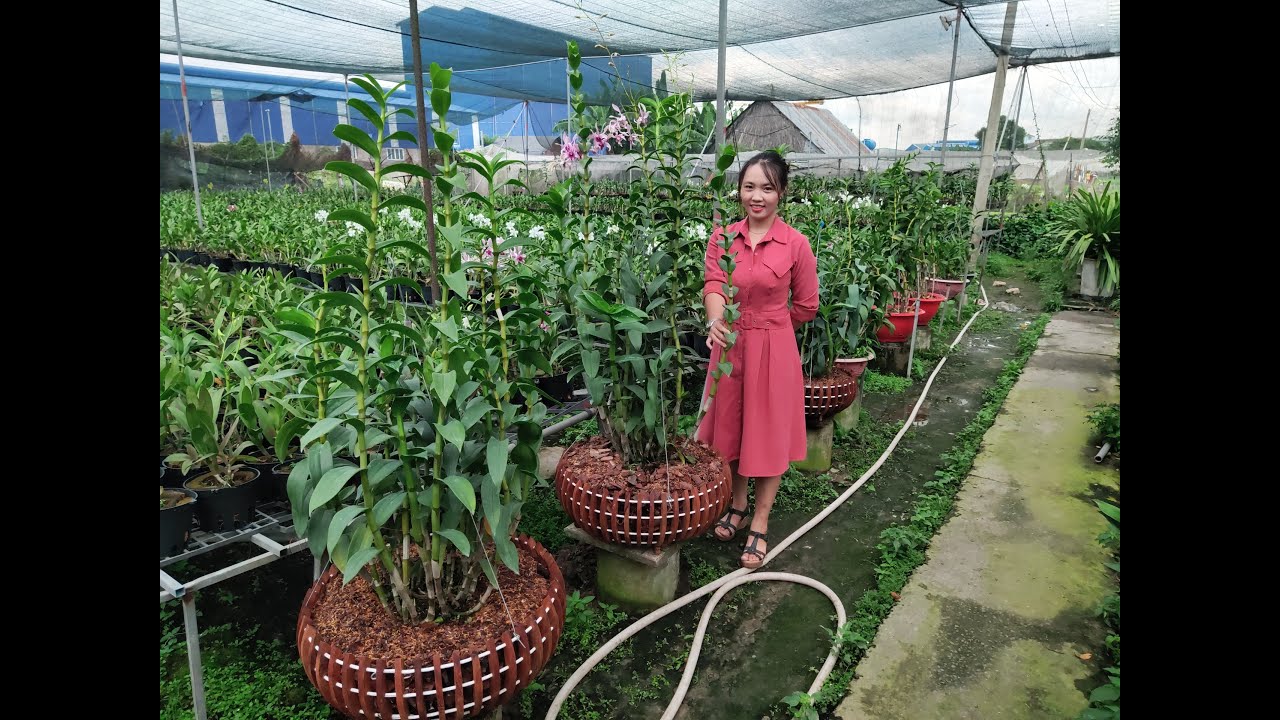 lan outdoor  New 2022  Vườn lan Nghinh Phong giới thiệu dendro nắng lưỡi bò tím và xanh cốm.
