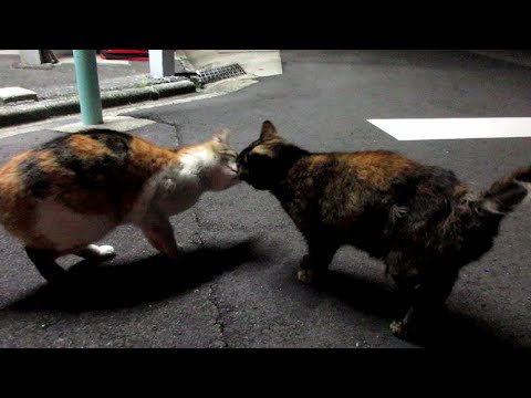 愛を語るより口づけをかわそう