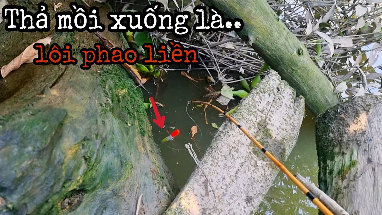 Tập 9 - Cảm Giác Khi Dính Con Cá Lớn Đã Tay Thật, Câu Cá Rô Đồng Kiểu Này Ghiền Là Đúng Rồi