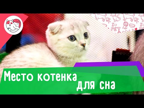 Как приучить котенка к месту для сна: 4 правила