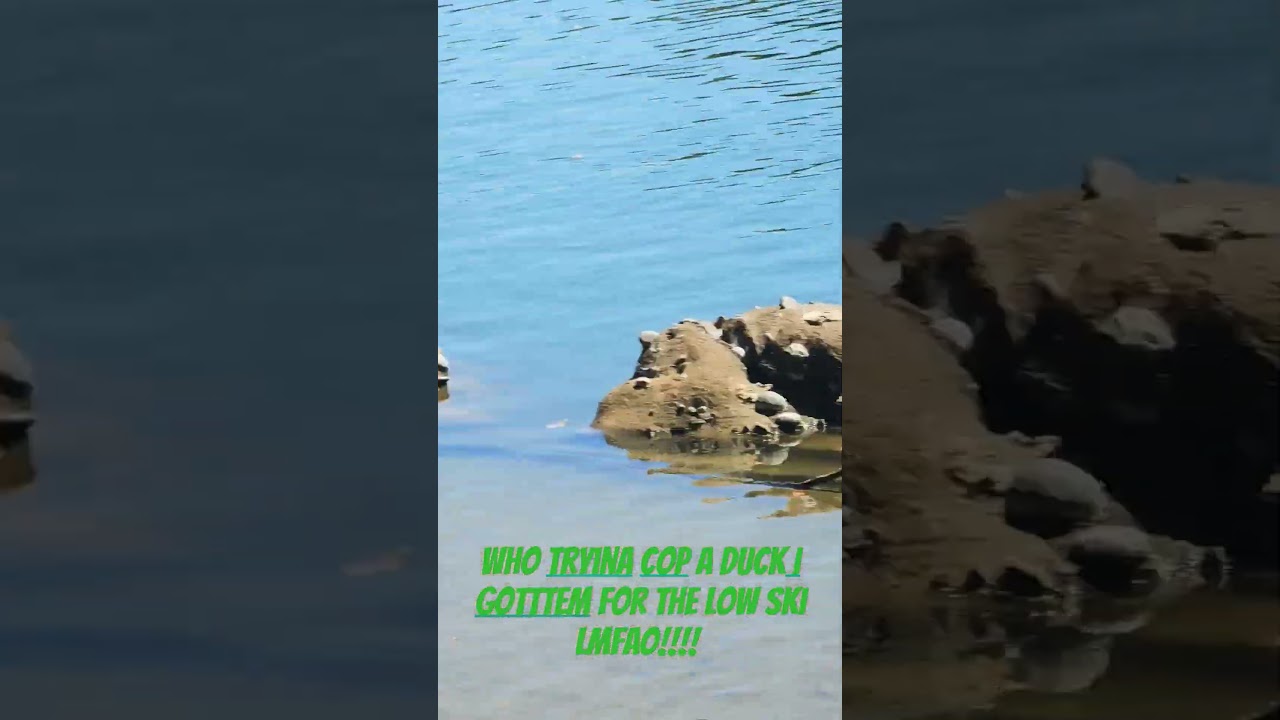 u tryn to buy a duck? 