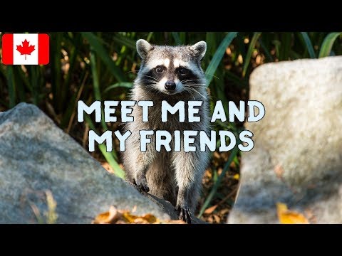 Video: Quali Animali Vivono In Canada
