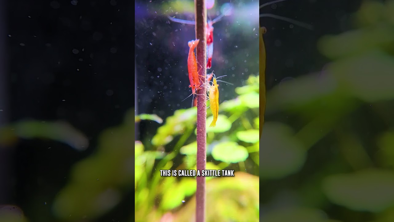 Могут ли креветки Neocaridina разного цвета ЖИТЬ вместе? Узнайте!