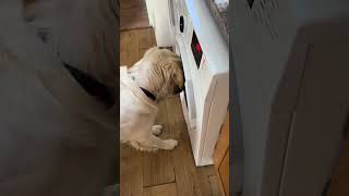 Funny Dogs #Funny #Cute #Dogs #Pets #Trending #ForYou
