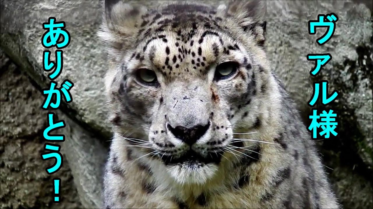 ヴァル様、ありがとう！ Snow leopard(ユキヒョウ) 多摩動物公園