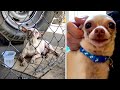😿 15 Touching Animal Rescues 🐶
