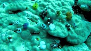 Diving Qamea Island, Fiji